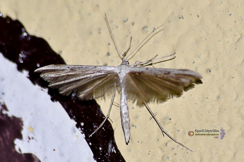 Mariposa de la Familia de los Pteroforidos.jpg